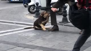 Man Gives Love to a Stray Dog