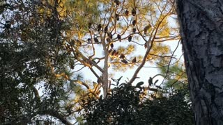 Amazing footage of turkey vultures!