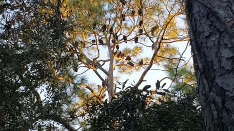 Amazing footage of turkey vultures!