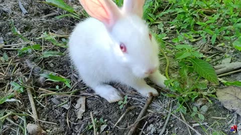 Bunny Bliss: The Joy of Rabbits Grazing on Grass