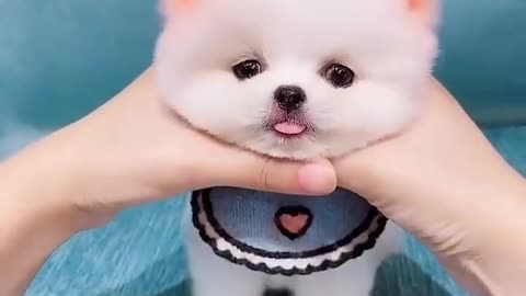 Cute Puppy Video 😍😍😍😍😍