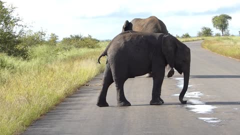 Elephant swiping the road