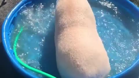 Pig in the pool