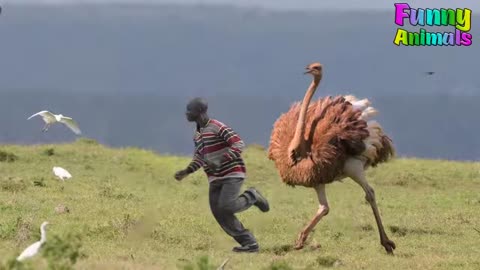 Funny Ostrich Chasing People! Hilarious! Funniest Animals Videos