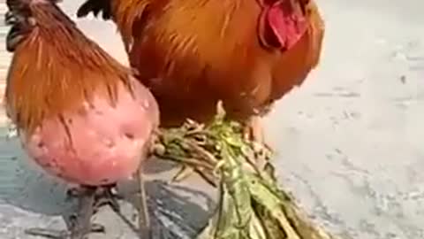 Chicken call