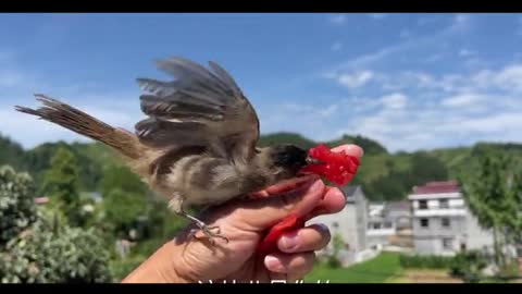 Oriole bird eats tomatoes