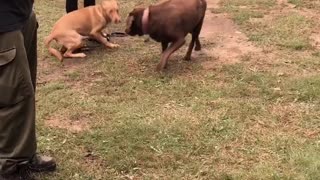 Tan and brown dog interact outside in yard