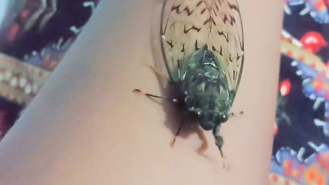 Cicada in human hand