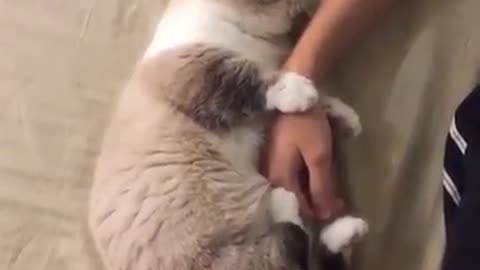 Lovely cat need treatment from his owner