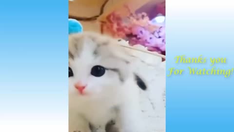 Cute Pets And Funny Animals Compilation # 1