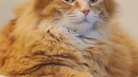 So close, maybe next time 😅 #catvideos #animals #cat #cute #cutecat #pets #cuteanimals #funny