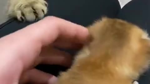 Cat jealous of her puppy, asking him back to the owner. What a clever animal.