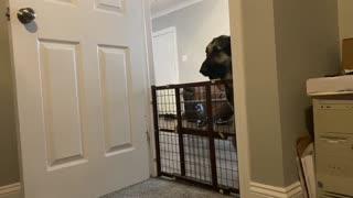 Banjo The 120lb German Shepherd vs. a Maybe Two Foot Tall Gate