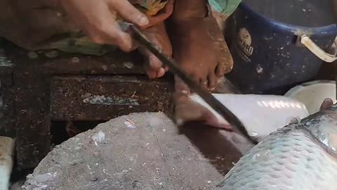 Amazing Fish Cutting Video