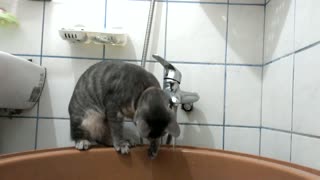 small cat playing in the water