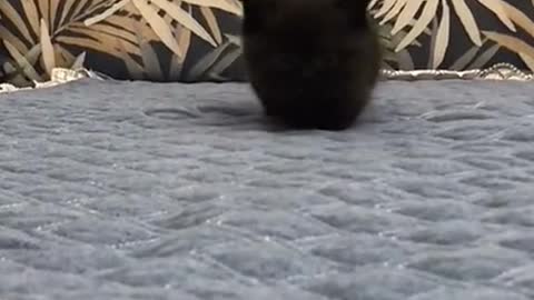 Black invisible kitten.
