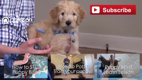 How to train your puppy