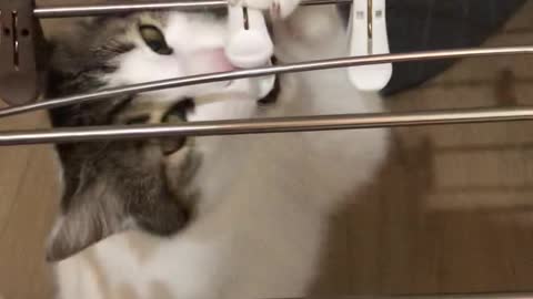 cat playing with clothespins