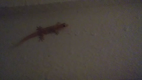 A curious gecko staring to the Camera