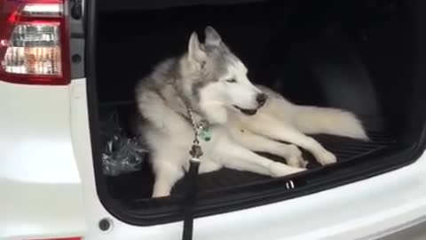Stubborn Husky throws tantrum when its time to leave car so funny