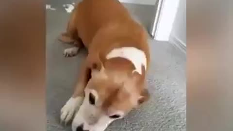 Guilty dogs reactions - funny