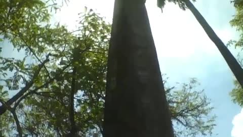 Filmando uma palmeira no parque, deve ter mais de 10 metros de altura! [Nature & Animals]