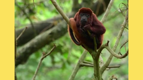 Interesting facts about red howler monkey