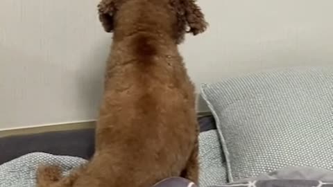 Brown poodle dog keeping hidden snacks