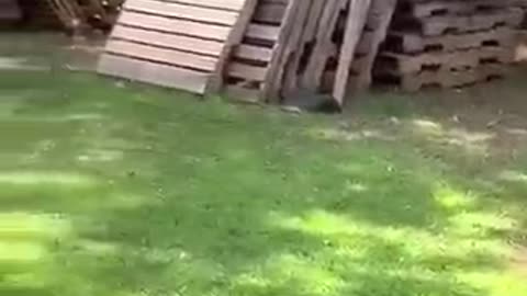 Funny dog ​​plays with hen