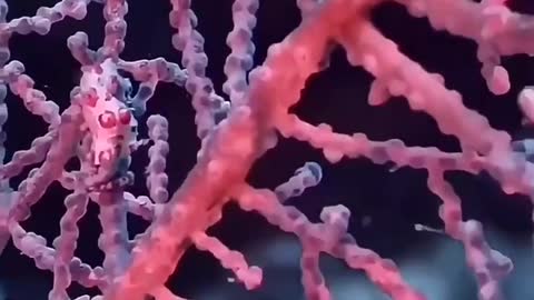 Nice pink seahorse