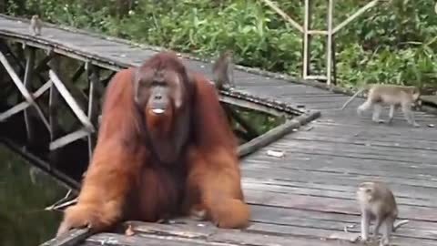 Dont steal a banana out of an orangutans mouth