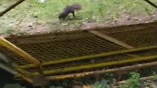 Urban Animals ~ High Flying Wrestling Squirrels