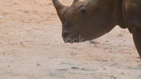 White Rhinoceros fighting