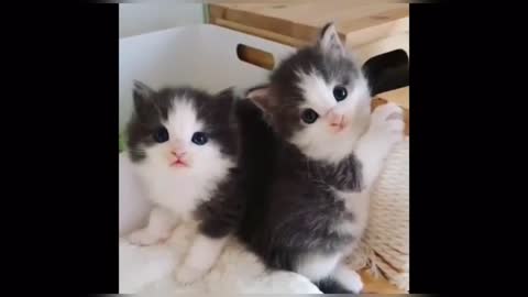 Small beautiful kitten