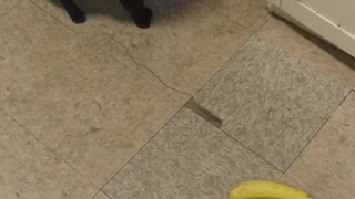 Black cat knocks banana off of counter