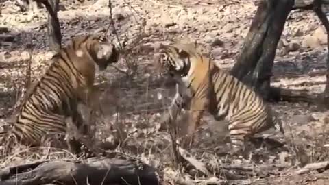 Tigers fighting for leadership.