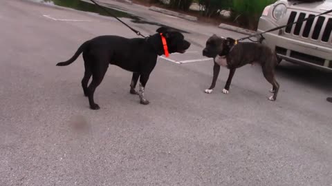 How to handle dog fighting ? with each other