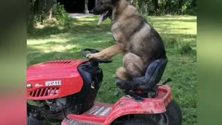German Shepherd rides lawnmower