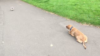 Dog Is Bad at Catching Squirrels