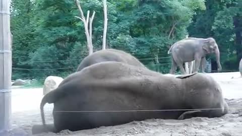 baby elephant wants to entertain