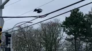 Clever Crow Spotted Playing With Bouncy Ball
