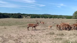 Red Deer Bull Bugles in Rut