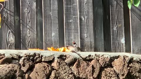 Baby Red Vented Bulbuls