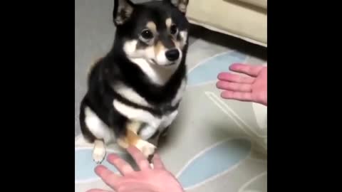 doggo bamboozled again