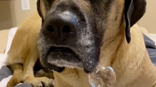 Drooling mastiff blows huge spit bubble