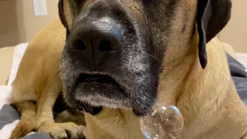 Drooling mastiff blows huge spit bubble
