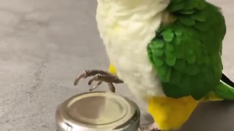 Cute parrot plays with a container