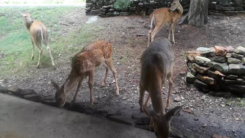 A little video of a few of my deer/squirrel friends