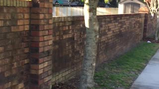 Excited Dog Tries To Jump Fence