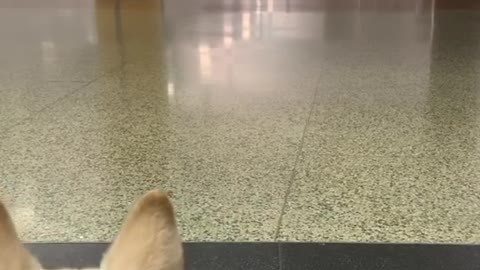 × Super Excited Doggo Dives in for Airport Reunion || ViralHog